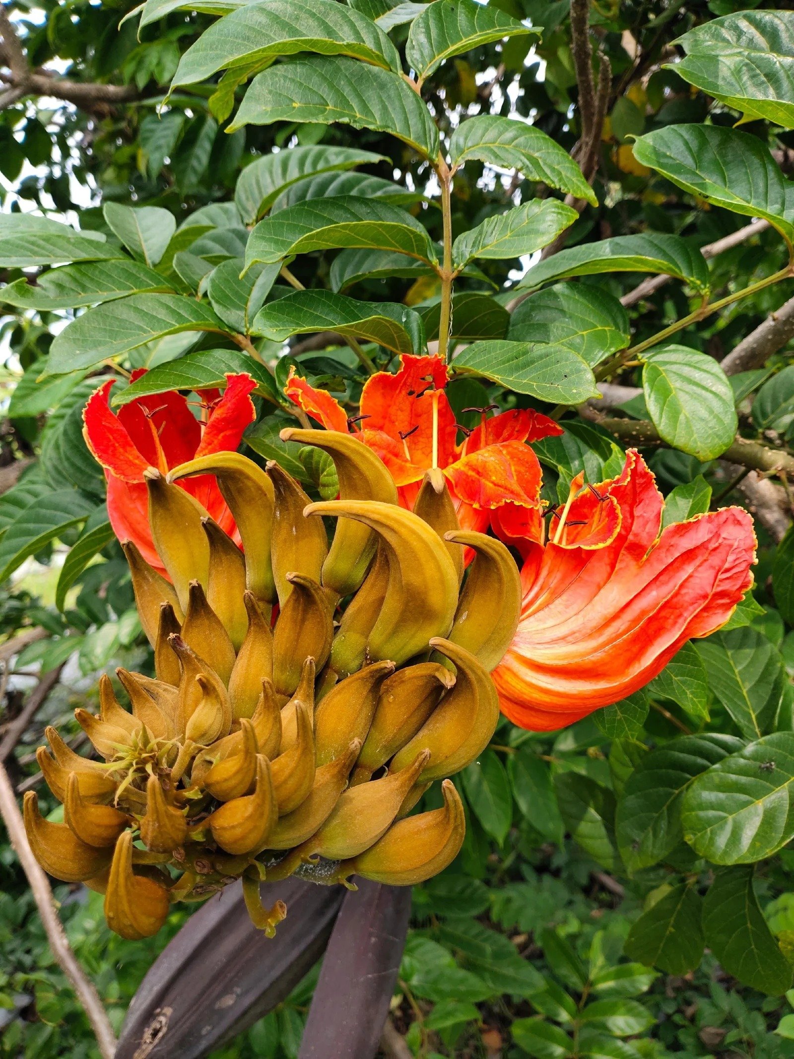 Spathodea (African Tulip) Plant